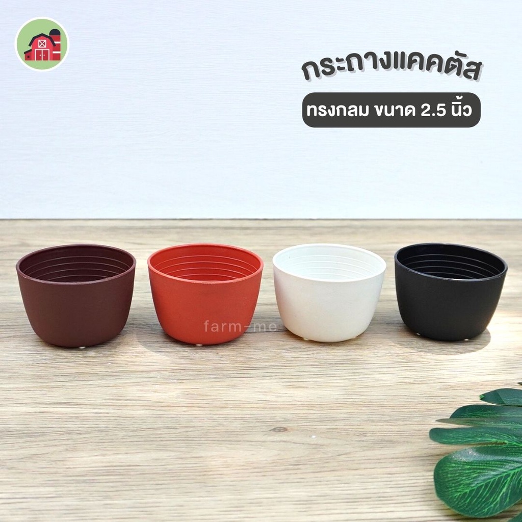 กระถางแคคตัส(กลม) 2.5" 50ใบ ผิวเรียบ กระถางพลาสติก