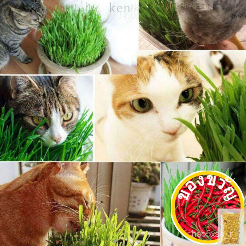 เครื่องเย็บกระดาษทิชชู่50gm-ready แมวเมล็ดหญ้า50gm ZQQW