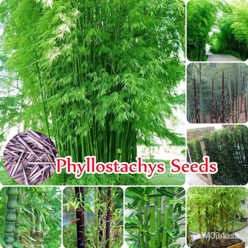 เมล็ดพันธุ์ ใหม่ สายพันธุ์ 2022เมล็ดอวบอ้วน 50 เมล็ด ไผ่บงหวาน Phyllostachys Seeds Plant Seed ต้นไม้มงคล ต้นไม้ /ขายด R7
