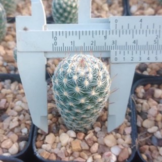 💥แมมมาทูเดีย💥 Mammillaria matudae ขนาด 2ซม. ไม้เมล็ด ต้นแคคตัส ต้นกระบองเพชร  (กรุณาอ่านรายละเอียดก่อนทำการสั่งซื้อครับ)