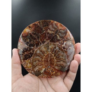 🌊 ฝูงฟอสซิลแอมโมไนต์ อัดแผ่นเรซิ่นกลม สำหรับตั้งโชว์ ( Ammonite Fossils ) 🌊