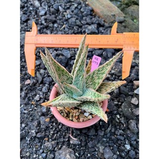 Aloe hybrid seedings(ไม้เมล็ด) (จัดส่งแบบล้างราก) รหัสAR100-51 (50ต้น) Haworthia ไม้อวบน้ำ กุหลาบหิน  อโลเวร่า ไฮบริด