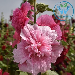 เมล็ดพันธุ์ฮอลลี่ฮ็อค คละสี 420 เมล็ด ฮอลลี่ฮ็อค ดอกซ้อน / ฮอลลี่ฮ็อค แคระ HollyHock Mix