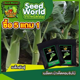 5แถม1เมล็ดพันธุ์คะน้าเห็ดหอม จัมโบ้ 10กรัม เมล็ดพันธุ์ผักคะน้าลำต้นอวบใหญ่พิเศษ รสชาติอร่อย อายุการเก็บเกี่ยวสั้น