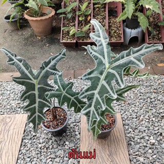 ไข่แก้วสารพัดนึกหน้ามังกร Alocasia Nobilis จากต้นแม่พันธุ์แท้