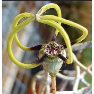 เก๋งมังกรน้ำตาล (ceropegia armandii)🐉 เทห์ๆ ทรงพลัง