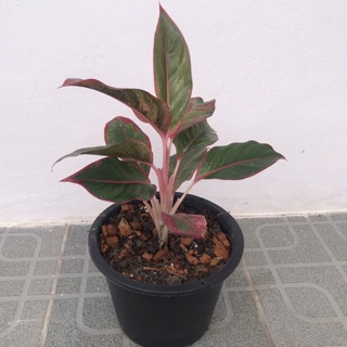 ต้นแสงเงินแสงทอง แก้วกาญจนา อโกลนีมา (Aglaonema)