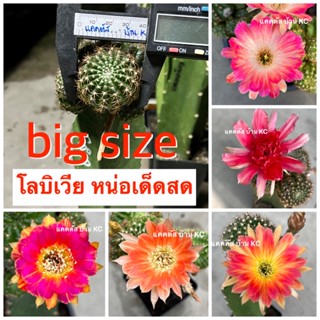 หน่อเด็ดสด โลบิเวีย big size เลือกสีได้