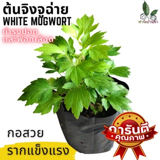 ต้นจิงจูฉ่าย  หรือ White Mugwort สมุนไพร บำรุงปอด ฟอกเลือด ต้นจิงจูฉ่าย จิงจูฉ่าย ในถุงดำ พร้อมปลูก