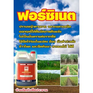 ฟอร์ซิเนต ขนาด 4 ลิตร สารกลูโฟซิเนต-แอมโมเนียม 15% W/V SL สารกำจัดวัชพืชแบบไม่เลือกทำลาย ฉีดได้ขณะดินแห้ง