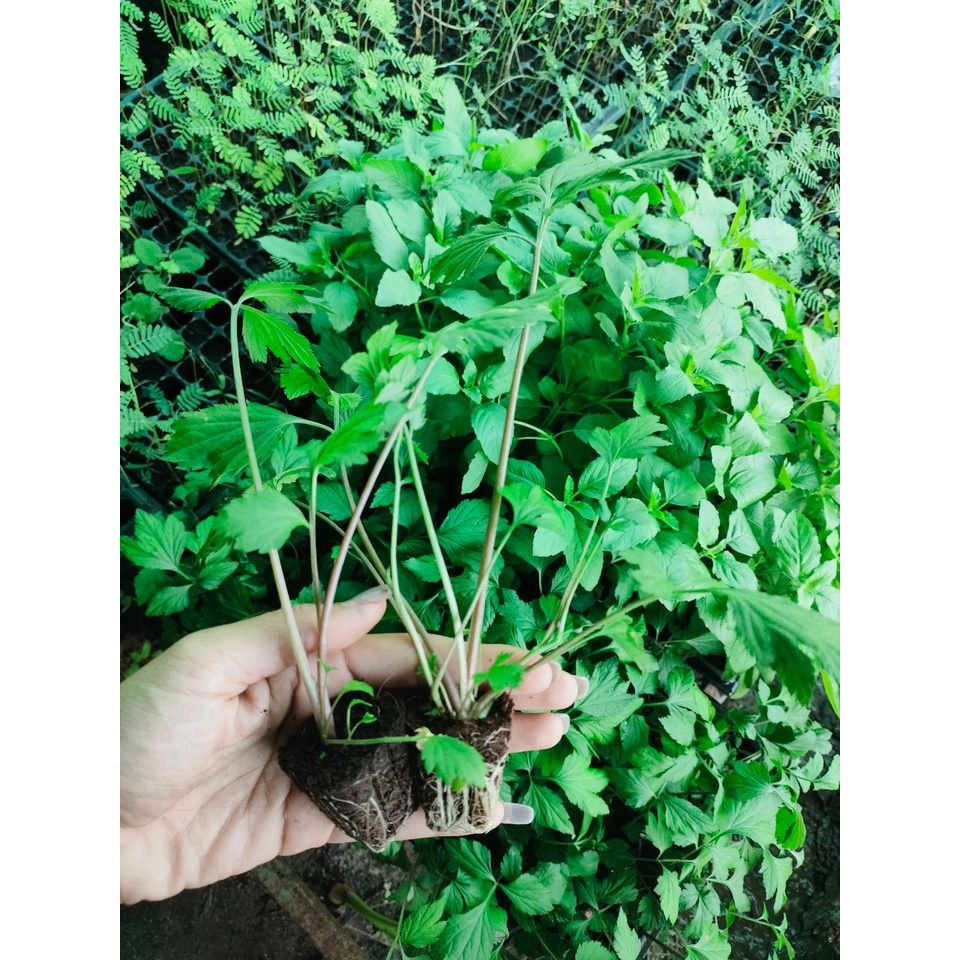 จิงจูฉ่าย หรือ White Mugwort เป็นสมุนไพรจีน มีลักษณะคล้ายกับขึ้นฉ่ายฝรั่ง ใช้ทำต้มเลือดหมู พร้อมปลูกกล้า15 บาท