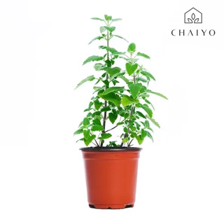 ต้นแคทนิปสมุนไพรสำหรับแมว ออร์แกนิค Organic Catnip และต้นสมุนไพรออร์แกนิค Organic Herbs (เลือกชนิดที่ตัวเลือก)