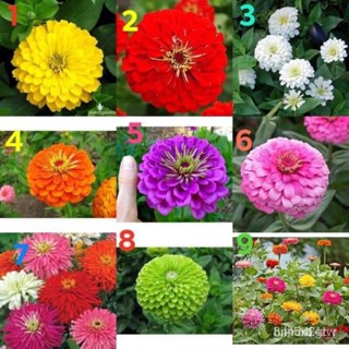 ผลิตภัณฑ์ใหม่ เมล็ดพันธุ์ เมล็ดพันธุ์ ดอกบานชื่น บานชื่นซ้อน (Zinnia) บรรจุ 20 เมล็ด มีให้เลือก 9 แบบค่ะ GYE1 คละ /เ VTD