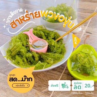 👉 ร้านแนะนำ.... สาหร่ายพวงองุ่น สด สะอาด จากฟาร์ม ~เกรดA~ พร้อมส่ง สาหร่ายเสียยินดีคืนเงิน