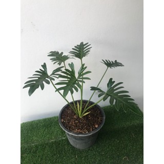 ฟิโลเดรนดรอน ซานาดู (PHILODENDRON XANADU) ต้นไม้ฟอกอากาศ กระถาง 10 นิ้ว ต้นสูง 50 ซม.