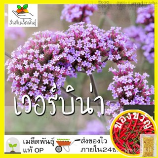 เมล็ดพันธุ์ เวอร์บิน่า 300 เมล็ด Verbena Tenuisecta seeds เมล็ดพันธุ์แท้ 100% นำเข้าจากต่างประเทศ ถูกดี ดอกไม้ ดอกเวอ/种子