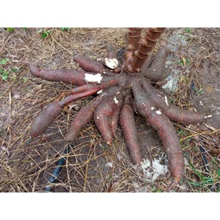 หัวมัน 5 นาที หัวมันสำหรับทำขนม 1 กิโลกรัม (Cassava roots fo…