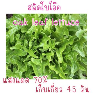 （คุณภาพสูง เมล็ด）100 เมล็ด สลัดใบโอ๊ค Oak leaf lettuce/ง่าย ปลูก สวนครัว เมล็ด/สวนครัว 2SVF