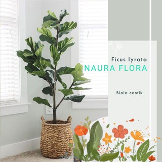pohon ketapang biola cantik tinggi 60-80 cm