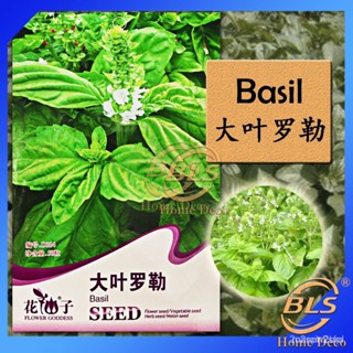 （คุณภาพสูง เมล็ด）D014 BASIL FLOWER GODDESS VEGETABLE FLOWER FRUIT HERB SEEDWhiteRussianRoseMi/ง่าย ปลูก สวนครัว /ขายด OD