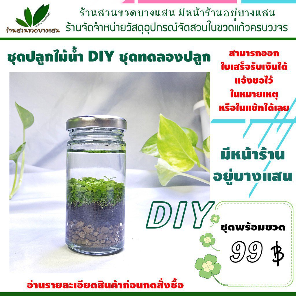 ผลิตภัณฑ์ใหม่ เมล็ดพันธุ์ เมล็ดพันธุ์คุณภาพสูงในสต็อกในประเทศไทยชุดปลูกไม้น้ำ ต้นไม้น้ำ มินิ ราคา 99 บาท ขนาดทดล/ขายด XJ