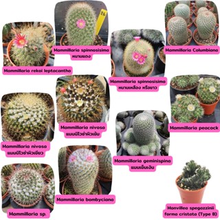 Mammillaria cactus แคคตัส กระบองเพชร