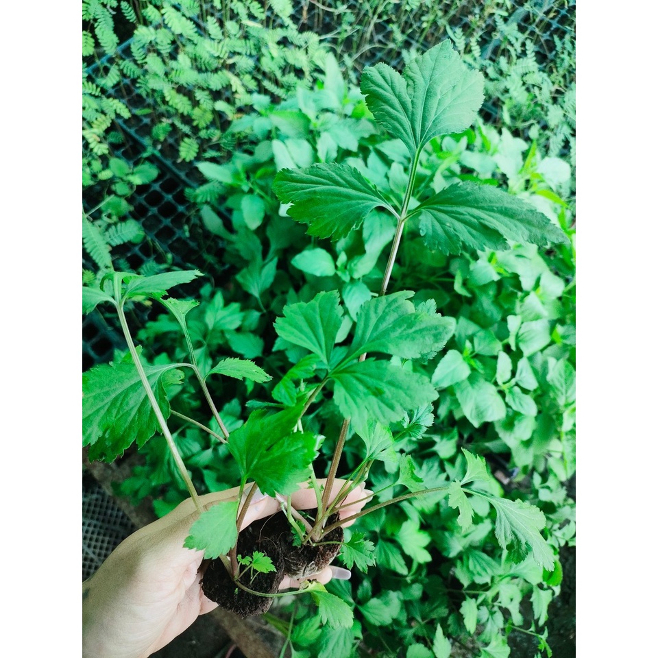 จิงจูฉ่าย หรือ White Mugwort เป็นสมุนไพรจีน มีลักษณะคล้ายกับขึ้นฉ่ายฝรั่ง ใช้ทำต้มเลือดหมู พร้อมปลูกกล้า15 บาท