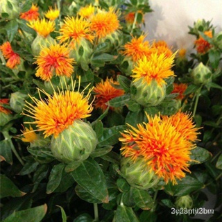 ผลิตภัณฑ์ใหม่ เมล็ดพันธุ์ เมล็ดพันธุ์ ดอกคำฝอย (Safflower)บรรจุ 100 เมล็ด คุณภาพดี ของแท้100% YdLX คละ สวนครัว/สวนครัว็ด