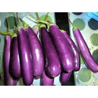 ผลิตภัณฑ์ใหม่ เมล็ดพันธุ์ จุดประเทศไทย ❤EGGPLANT PURPLE LONG (20 seeds)เมล็ดอวบอ้วน 100% รอคอยที่จะให้ความสนใจข คล/เ 2EE