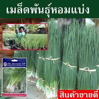 เมล็ดพันธุ์หอมแบ่ง ขนาด 600 เมล็ด ปลูกง่าย โตเร็ว ต้นหอม เมล็ดพันธุ์ เมล็ดพันธุ์ผัก  แตกกอดี ปลูกได้ทั้งปี