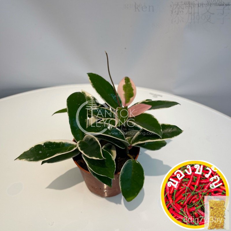 Tkl-Hoya krimson Queen Live Plant เมล็ดพันธุ์/เมล็ดพันธุ์/สวน/เมล็ดพันธุ์/ให้ผลิน/โปโล/ดาวเรือง/กระ/