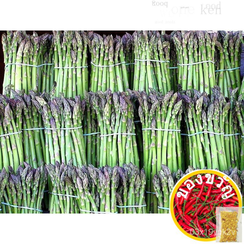 เป็นผลงานชิ้นเอก125 Asguard UC72 Officinallis Mary & #039; MWYQ