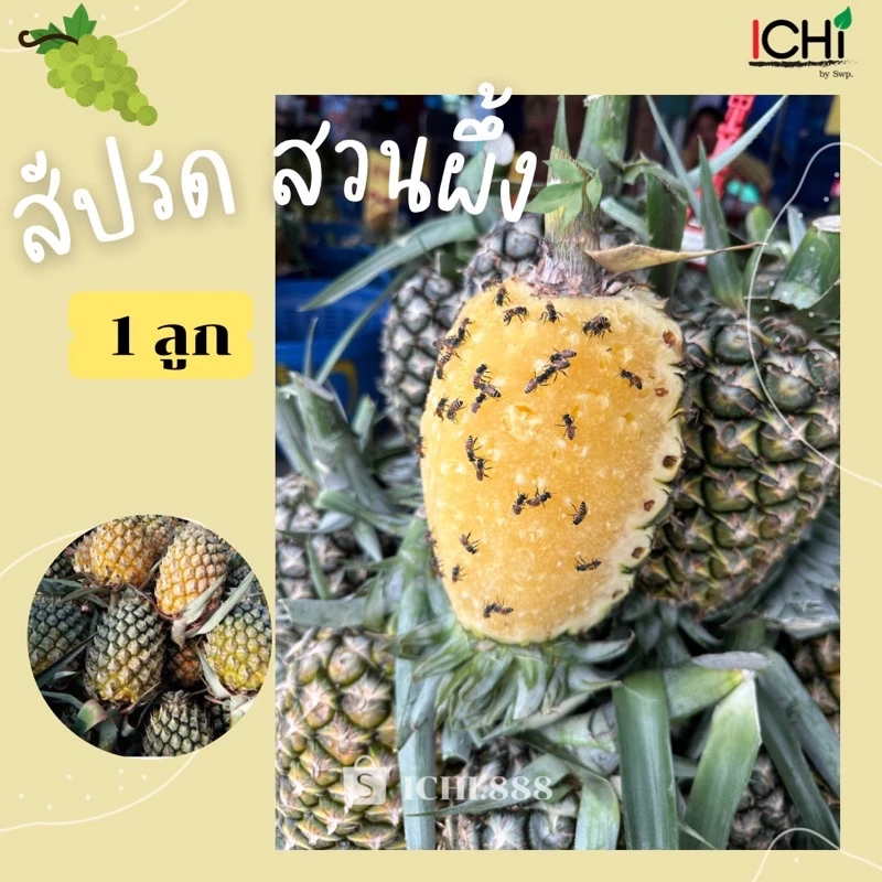 สัปรด ห้วยมุ่น สวนผึ้ง ฉ่ำอร่อย จากสวน