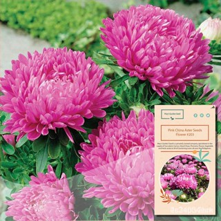 อินทรีย์ ใหม่ สายพันธุ์ จุดประเทศไทย ❤Pink China Aster Seeds, Aster Seeds, Flower#203เมล็ดอวบอ้วน 100% รอคอยที่จ/ขายด R9