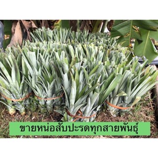 จำหน่ายหน่อสัปปะรดหลากหลายสายพันธุ์ ปัตตาเวีย ฉีกตา MD2 ตราดสีทอง พร้อมส่ง