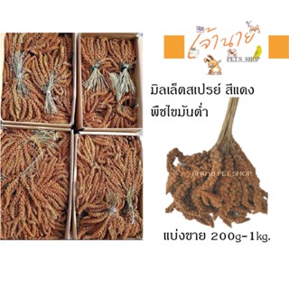 มิลเล็ตสเปรย์ สีแดง พืชไขมันต่ำ (200g.-500g.-1kg.)