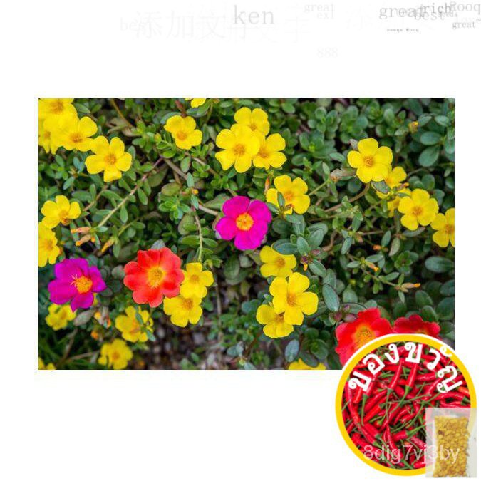 Rose Japan Rose Flower 10 o'clock in POT Mose Rose Portulaca Live Plant in POT straw/ เซมาเรียม/บ้าน