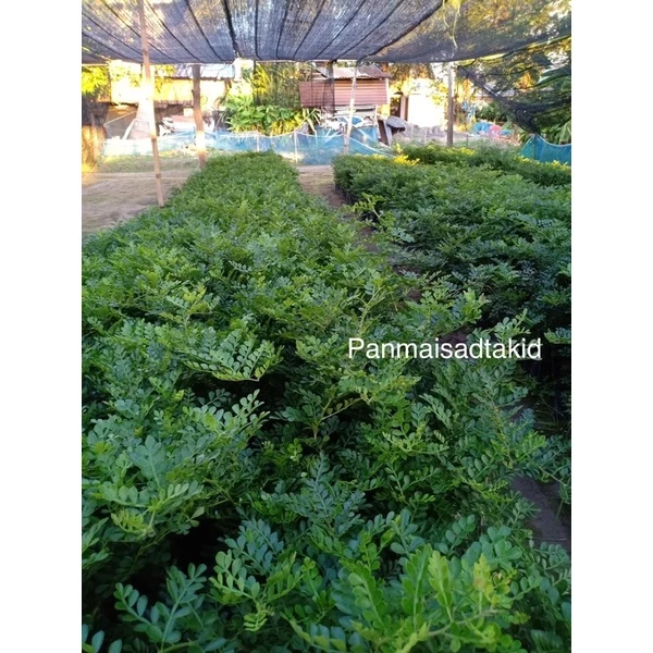 ต้นมะสัง นิยมทำไม้ดัด 10 เซน เสียหายเคลมฟรี