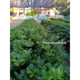 ต้นมะสัง นิยมทำไม้ดัด 10 เซน เสียหายเคลมฟรี