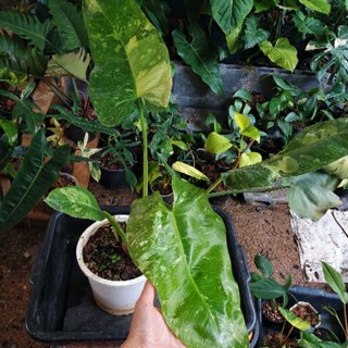 Philodendron Jose buono Var. ราคาถูกเป็นไม้ตอ แทงยอดใหม่แล้ว มี 4 ยอด ใบใหญ่
ได้ต้นตามรูป เอาไปทำต่อได้