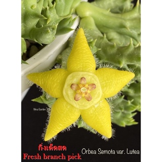 เก๋งจีน Orbea Semota var. Lutea *กิ่งเด็ดสด* แคคตัส ไม้อวบน้ำ Cactus and Succulent