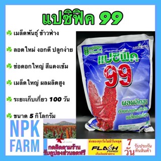 ข้าวฟ่าง แปซิฟิค 99 ขนาด 5 กิโลกรัม ลอตใหม่ งอกดี ข้าวฟ่างแดง ข้าวฟ่างนก ช่อดอกใหญ่ สีแดงเข้ม ผลผลิตสูง ระยะเก็บ 100 วัน