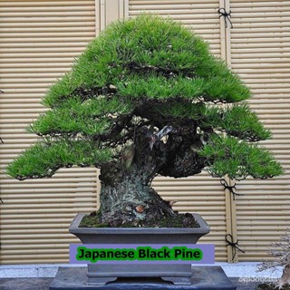 ผลิตภัณฑ์ใหม่ เมล็ดพันธุ์ ขายส่ง เมล็ดสนดำญี่ปุ่น Japanese black pine bonsai seeds  เมล็ดพันธุ์ seeds บอนไซ Bon /ดอก AFC