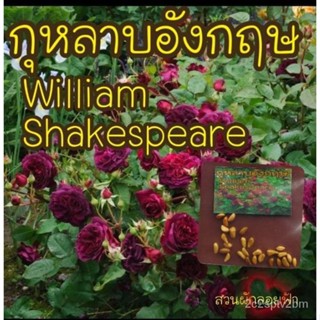 （คุณภาพสูง เมล็ด）เมล็ดกุหลาบWilliam Shakespeare 10 เมล็ด เมล็ดแท้ นำเข้า/ง่าย ปลูก สวนครัว เมล็ด/ผักสลัด B3MU