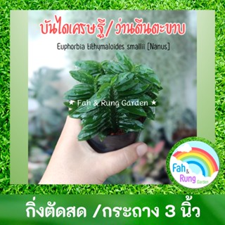 🌿 ต้นบันไดเศรษฐีหรือว่านตีนตะขาบ