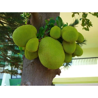 ต้นขนุนแดงสุริยา แบบทาบกิ่งติดลูกเร็ว สูง 80-90 cm.​ พร้อมส่ง สำคัญกรุณาสั่งซื้อในเวลา12:00น.-00:00น.
