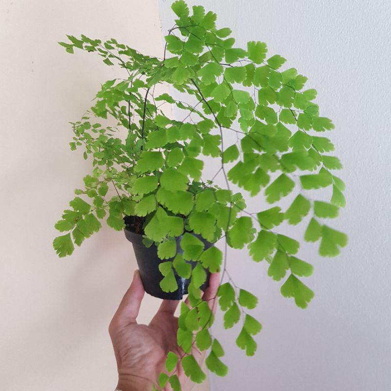 เฟิร์นก้านดำ Maidenhair กระถาง 4 นิ้ว (Adiantum)