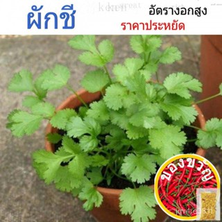 เมล็ดพันธุ์ ผักชี Coriander ราคาประหยัด พร้อมวิธีการปลูก  ปลูกง่าย ดูแลง่าย ระยะเวลาเก็บเกี่ยว 40-50 วันกุหลาบ/seeds/ขึ้