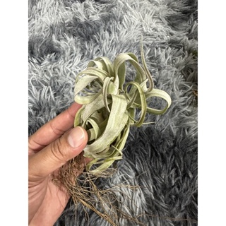 Tillandsia streptophylla-medium