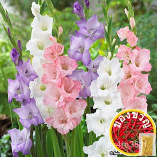 Gladiolus/มักกะโรนี/ดอกไม้/ดอกทานตะวัน/รองเท้า/กระโปรง/กระโปรง/แม่และเด็ก/กางเกง/ ไม่จำกัด/ TK9E